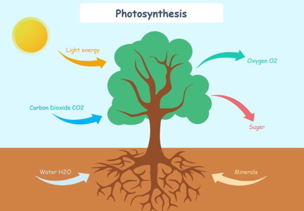 En quête d'autonomie en oxygène.
Schéma montrant la photosynthèse. Un arbre au centre avec des flèches qui vont vers lui, la lumière, le CO2, l'eau et les minéraux. 2 flèches en partent, l'oxygène et le sucre.