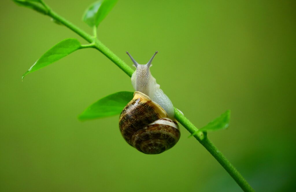 Se mettre en action maintenant!
Photo d'un escargot en gros plan sur une tige d'un végétal. Fond vert.