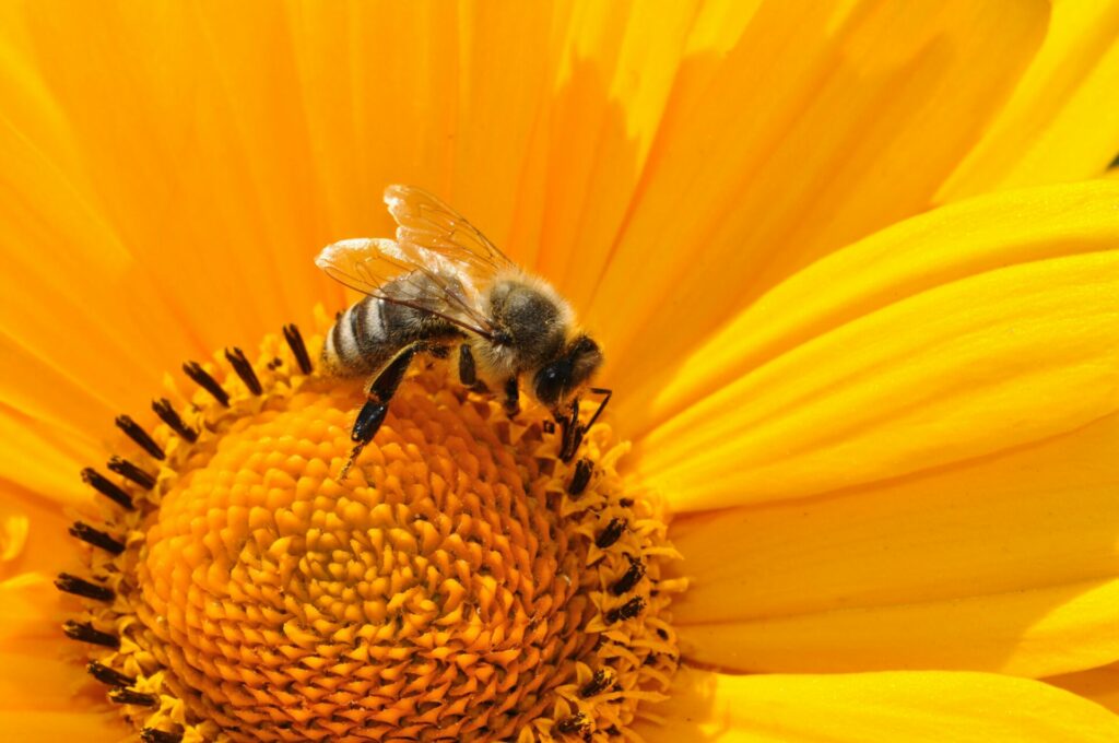 Livre de Timothée Parrique, Ralentir ou périr.
Photo en gros plan d'une abeille sur une astéracée jaune.